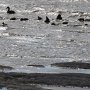 <p align="left">Le lendemain matin, petite famille d'eiders barbotant dans l'eau.